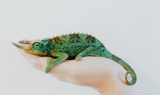 Moving house with an exotic pet Moving house with an exotic pet