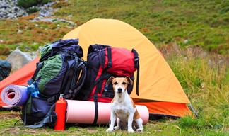 A dog guards neatly packed camping gear A dog guards neatly packed camping gear