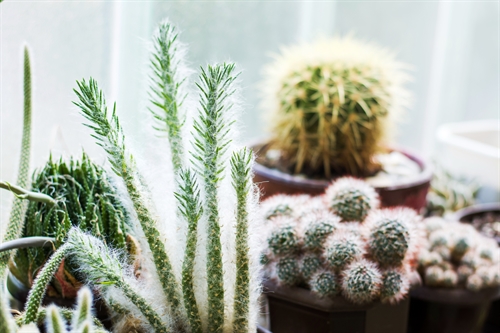 A selection of spiny and furry cactus plants in a domestic setting.