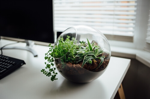 Moving house with a terrarium