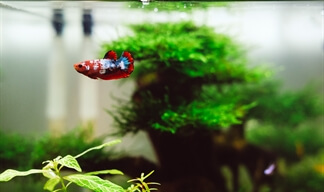 NewsArticleMove a fish tank NewsArticleMove a fish tank