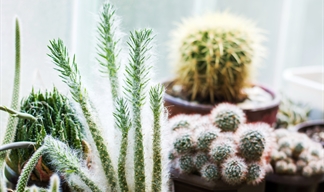 Houseplants to denote improved air quality Houseplants to denote improved air quality