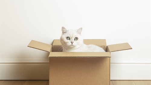 NewsArticle-Boxes-Storing-domestic-goods NewsArticle-Boxes-Storing-domestic-goods