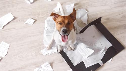 Get your house ready for your new dog Get your house ready for your new dog
