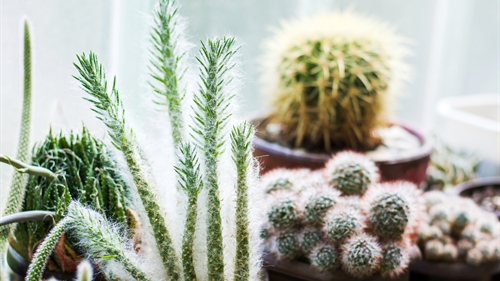 A selection of spiny and furry cactus plants in a domestic setting. A selection of spiny and furry cactus plants in a domestic setting.